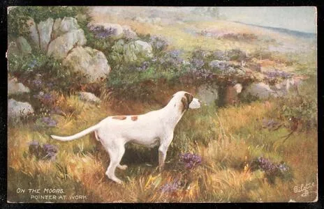 On the moors, pointer at work