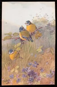 Birds and blossoms [LL12770]